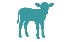 Colis de Veau pour 29-09-2026